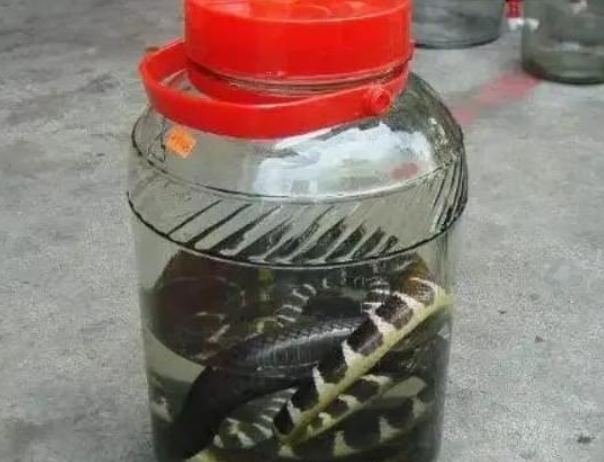 开云APP-男子用2条毒蛇泡酒，12年后打开本想品尝美酒，谁知出现惊人现象